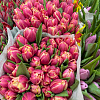 Тюльпаны бледно-розовые