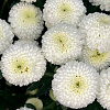 Хризантема кустовая Бакарди (белая)