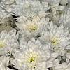 Хризантема кустовая Балтика (белая)