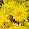 Хризантема кустовая Балтика (желтая)