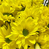 Хризантема кустовая Бакарди (желтая)