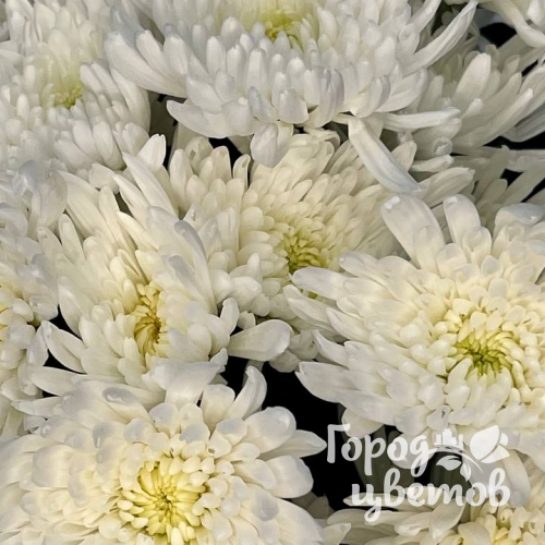 Хризантема кустовая Анастасия (белая)