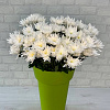 Хризантема кустовая Анастасия (белая)
